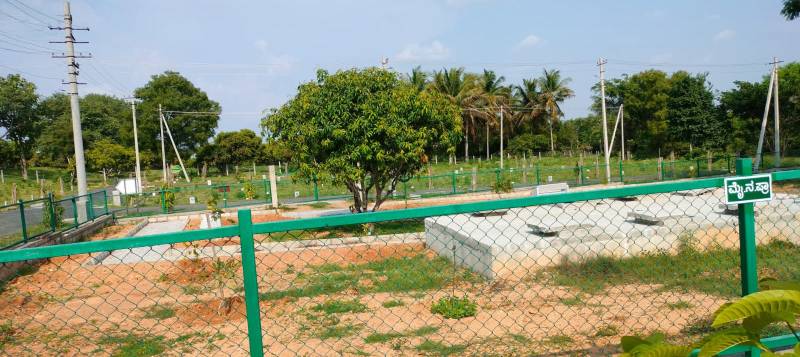 Ambiens Mango Groove